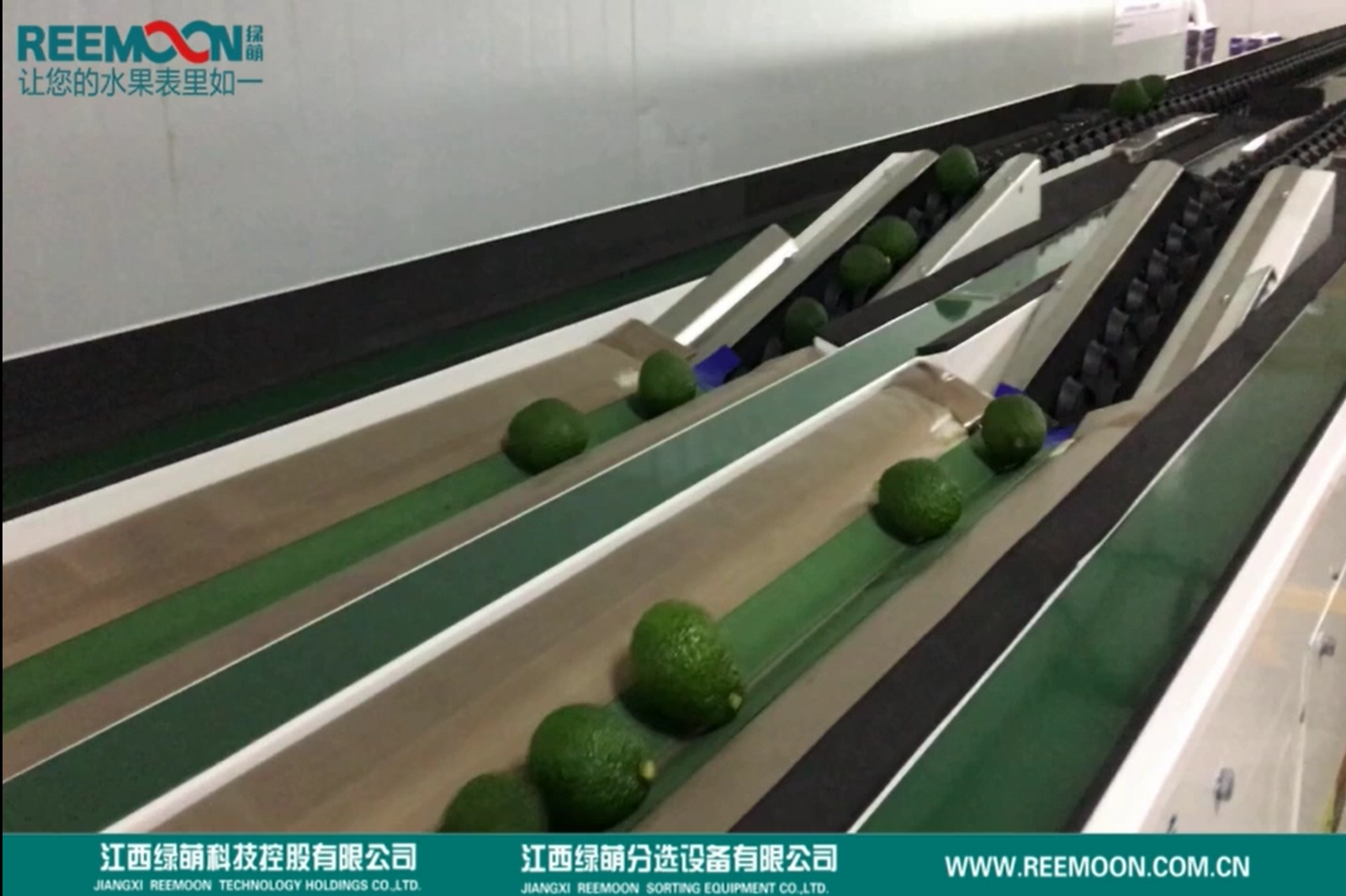 Clasificadora Aguacate Hass