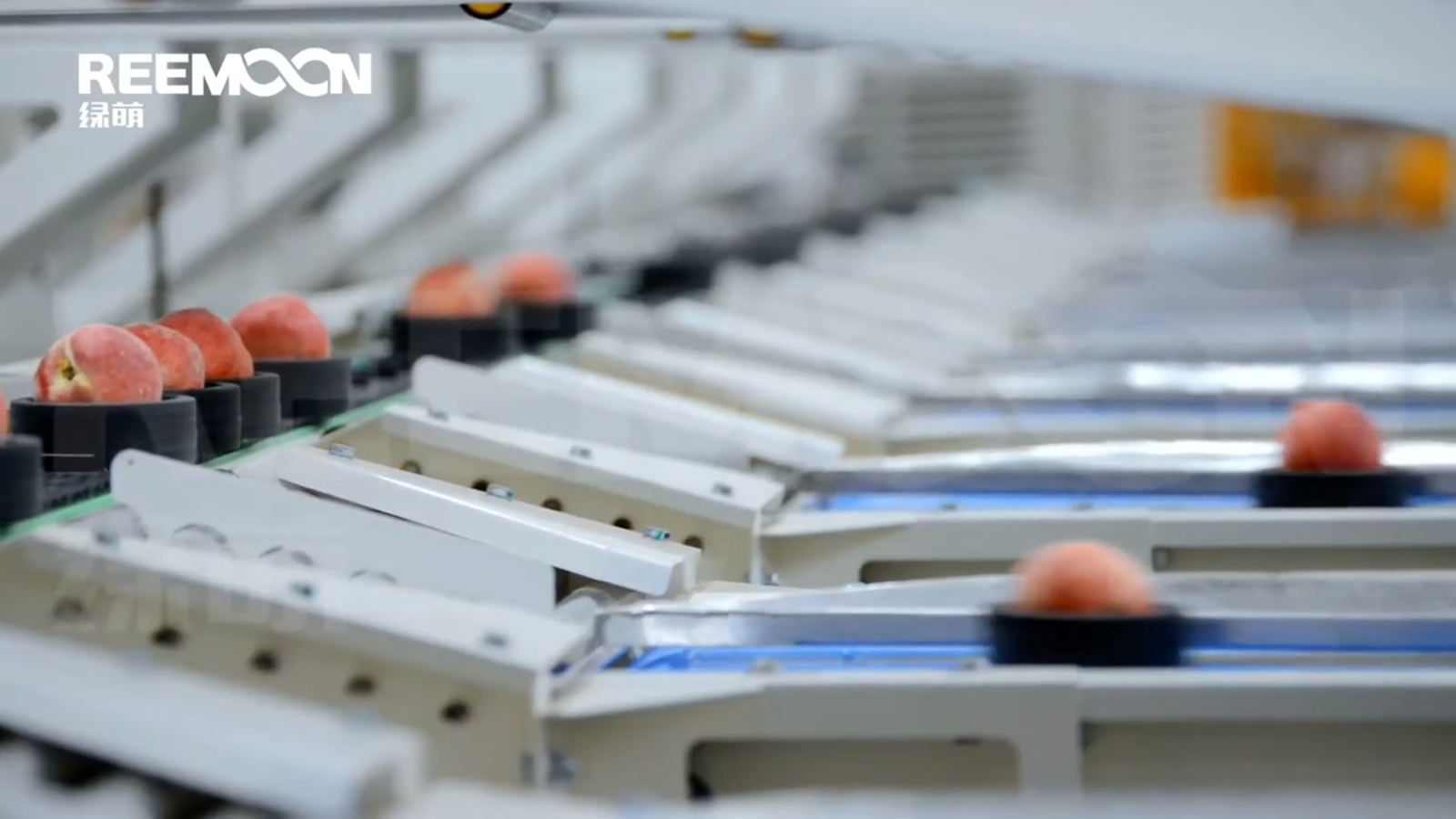 Clasificadora Melocotones